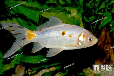 Goldfish Common Carp Shubunkin Carassius Auratus Breeding Form