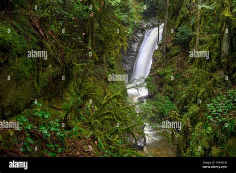 Cypress Creek Running Through A Rough Terrain In A Dark Rainforest With