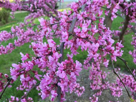 Eastern Redbud Tree A Breathtaking Flowering Native To North America