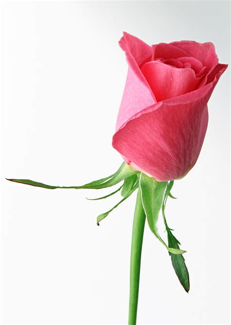 Free Animated Roses Images Download Free Clip Art Free