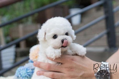 Bailey Bichon Rolly Teacup Puppies