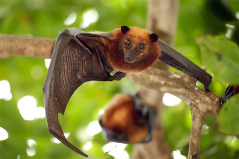 Entenda O Que Significa Sonhar Com Morcego WeMystic Brasil