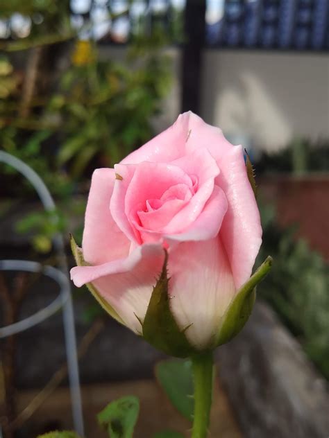 Rose Blume Rosa Liebe Auf Den Kostenloses Foto Auf Pixabay Pixabay