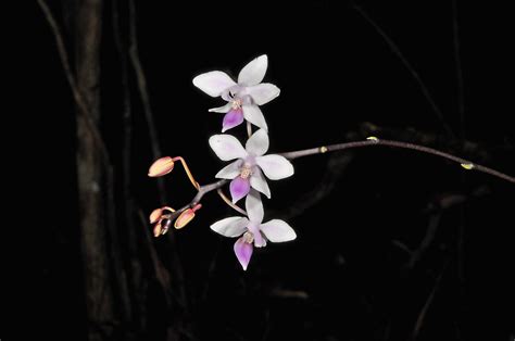 Phalaenopsis Equestris Orchidaceae