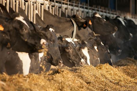 Photographie Troupeau De Vaches Laitieres Au Cornadis Mangeant Une