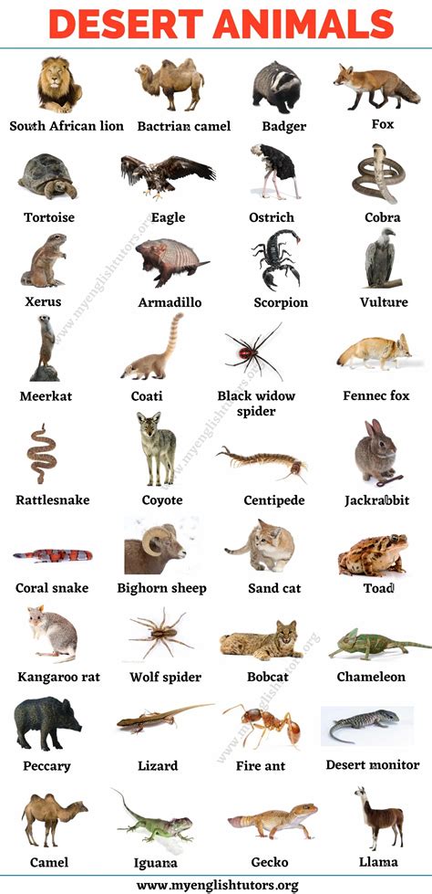 Desert Animals Top 35 Animals That Live In The Desert My English Tutors