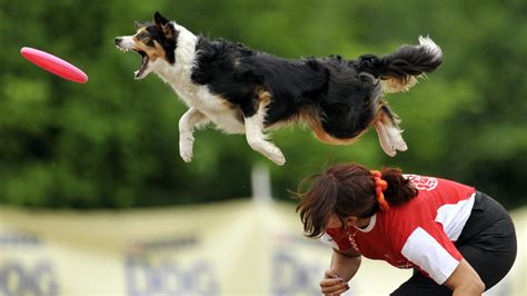 Dog Catch Frisbee Dog