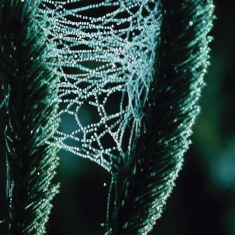 Common North Dakota Spiders Sciencing