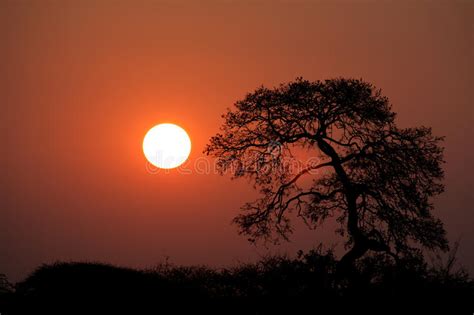 Savanna Sunset Kruger Park South Africa Stock Photo Image Of