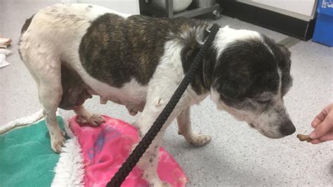 Charity Appeals After Malnourished Dog With Severe Tumours Put Down
