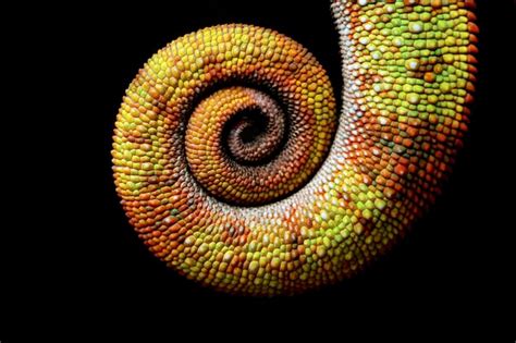 Premium Photo Beautiful Coloured Chameleon Tail