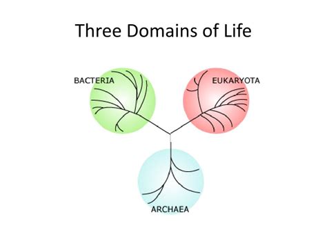 Ppt Three Domains Of Life Powerpoint Presentation Free Download Id