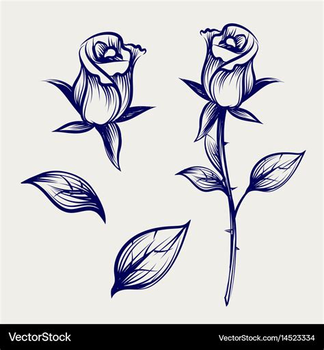 Sketch Rose Flower Bud And Leaves Royalty Free Vector Image