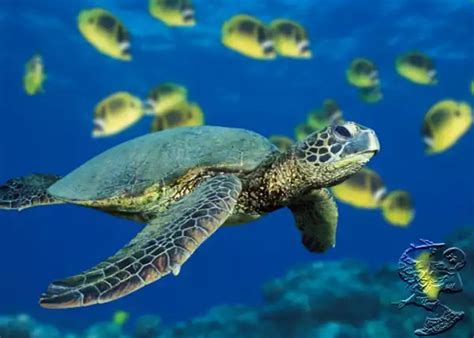Konservasi Penting Untuk Lindungi Biota Laut Terancam Punah Kedai Pena