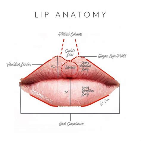 Charlie Ralph On Instagram As We Age Our Lip Anatomy Starts To Change