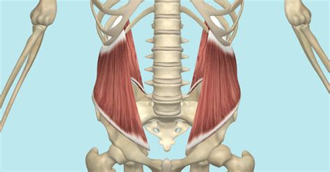 The Internal And External Oblique Muscles Its Attachments And Actions