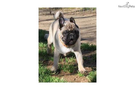 We have the privilege of living in the country and indulging our love of quality, beautiful akc pugs. Kirk: Pug puppy for sale near Portland, Oregon. | 4d39b179-ddf1