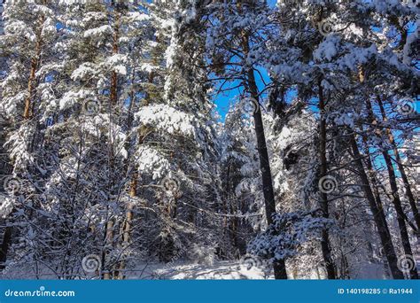 Tall Pine Trees In Winter Covered With Snow Stock Image Image Of