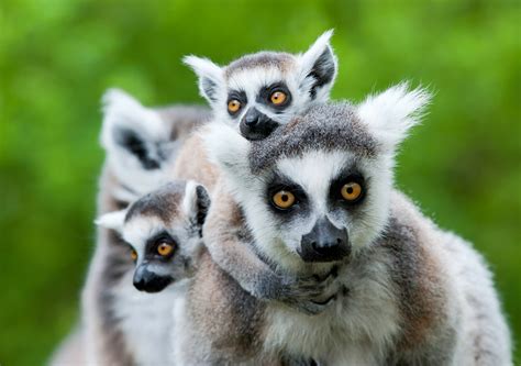 Madagascar Species