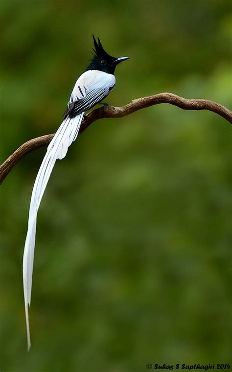 asian paradise flycatcher male terpsiphone paradisi flickr