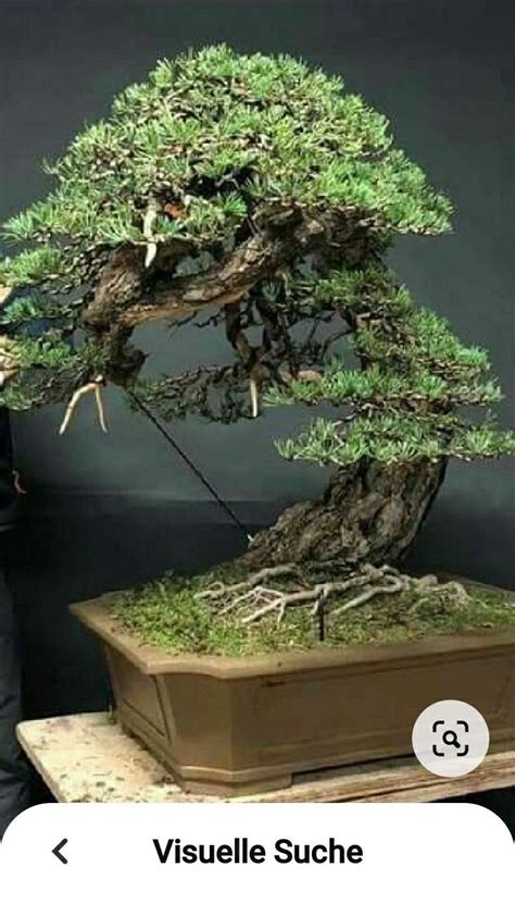 Pin By Marek Jakubcin On Bonsaj Bonsai Tree Bonsai Garden Pine Bonsai