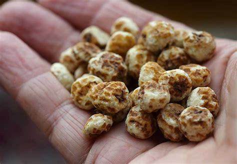 Health Benefits Of Tiger Nuts Cleveland Clinic