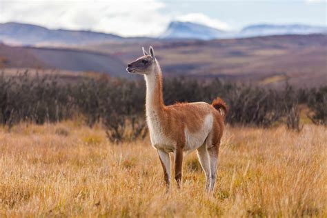 Wildlife Of South America Photo Gallery