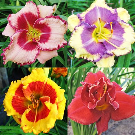 Complete Guide To Growing Daylilies How To Grow Daylilies
