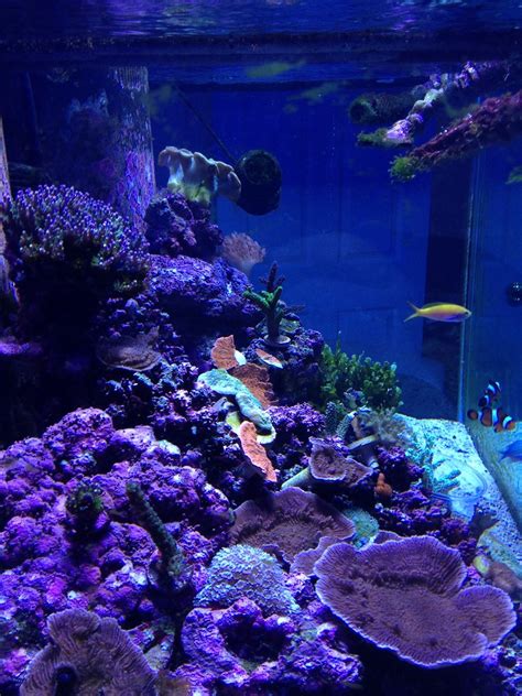 My 120 Gallon Reef Aquarium Mostly Sps Corals With A Few L Flickr