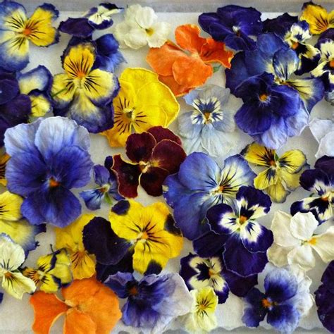 Dried and preserved flowers have seen a huge boost in popularity lately — and it's not hard to see why. Dried Violas Dry Flowers Real Wedding Confetti by ...