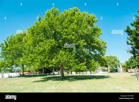 American Sycamore Trees Platanus Occidentalis During Summer In