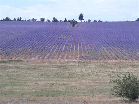 Lavender Fields Half Day Sault Tour From Avignon Getyourguide