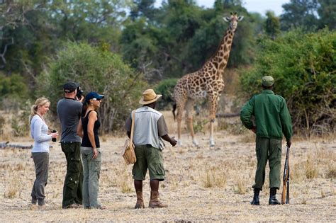 What Is A Safari Wildlife Safari In Africa Budget Safaris