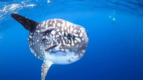 Molasunfishand 14 Facts About Ocean Sunfish Aquatic Animals