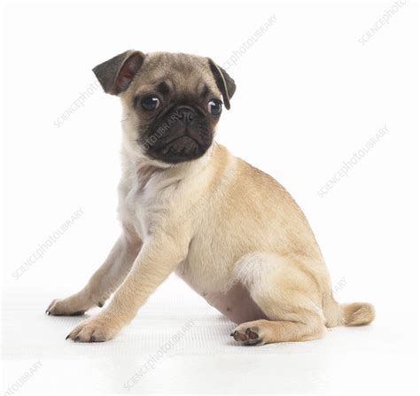 Pug Puppy 7 Week Old Stock Image C0515592 Science Photo Library