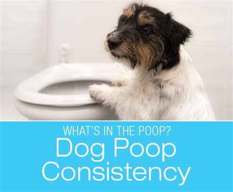 Dog Poop Consistency From Hard To Watery—what Does It Mean