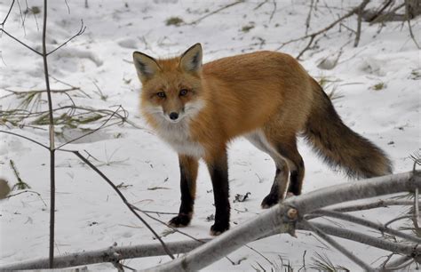 A Red Fox On A Cold Winters Day In Algonquin Park
