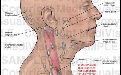 Lymph Node Back Of Neck Anatomy Pin On Health Board Lantai Basah