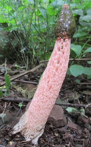 Devils Stinkhorn Fungi Of Southern Africa · Inaturalist