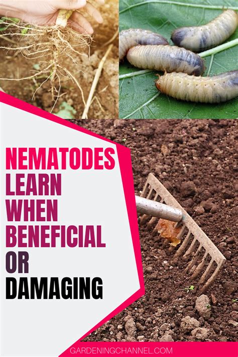 Nematodes Good Or Bad In The Garden Gardening Channel Growing