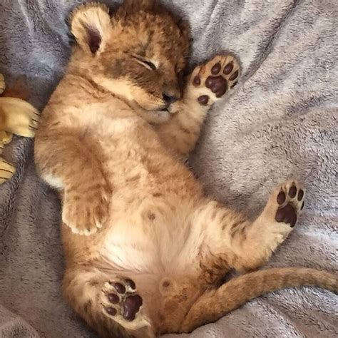 Goodnight And Sleep Like This Baby Lion We Heart It Animal Lion