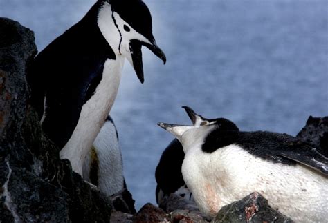 Chinstrap Penguin Facts Pictures And More About Chinstrap Penguin