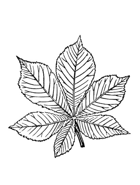 The term 'black points' is used to describe a black mane and tail. Coloring page - Chestnut leaves