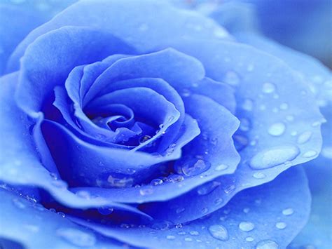 🔥 24 Light Blue Roses Wallpapers Wallpapersafari