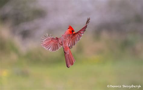 4137 Male Northern Cardinal Cardinalis Cardinalis Rio Grande Valley