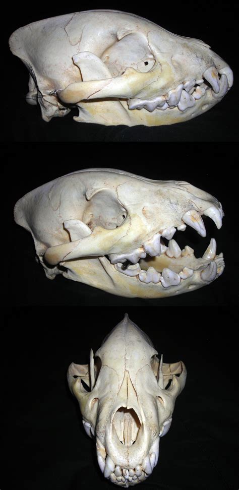 Hyena Skull The Saggital Crest Across The Top Of The Brain Case Is