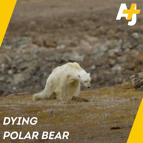Climate Change Is Real And This Dying Polar Bear Is Just One Of Its