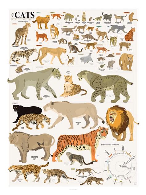 This Wall Chart Shows Every Species In The Cat Kingdom Cat Species
