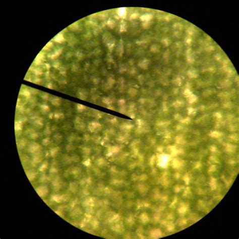 Plant Cells Biological Science Picture Directory