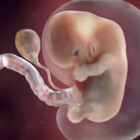 Weeks Pregnant Belly Weeks Pregnant Symptoms Baby Development